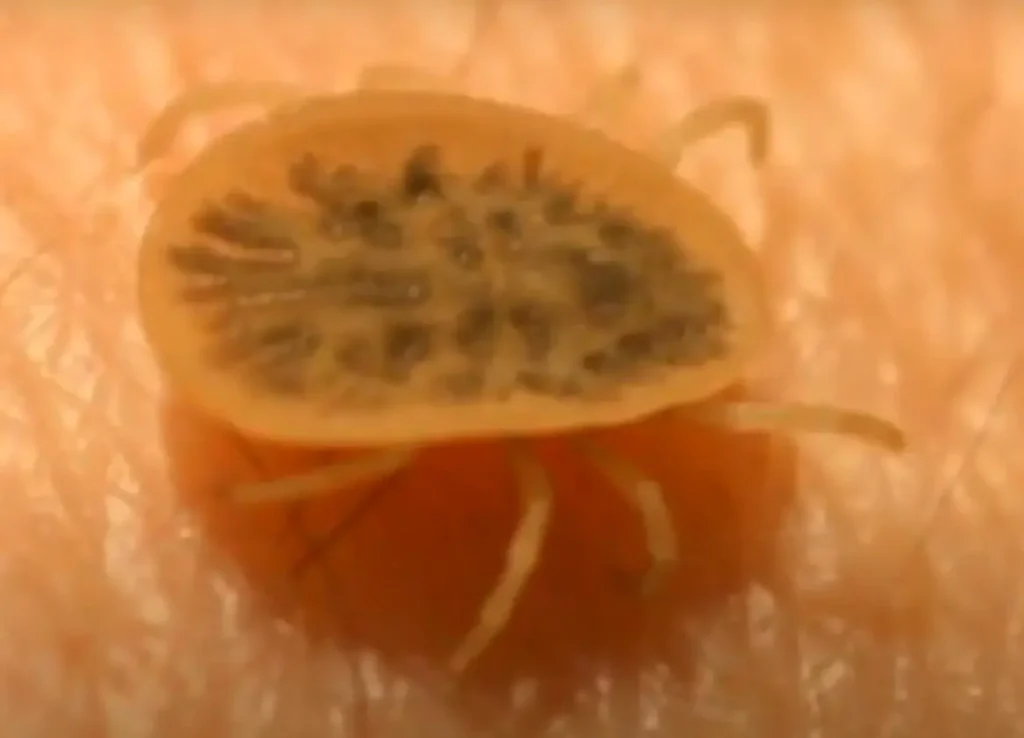 obrzeżek-gołębi-jak-wygląda-charakterystyka