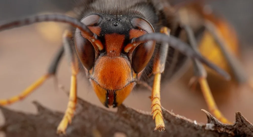 Read more about the article Szerszeń azjatycki vs polski – czym się różnią? Wygląd, ugryzienia, zagrożenia