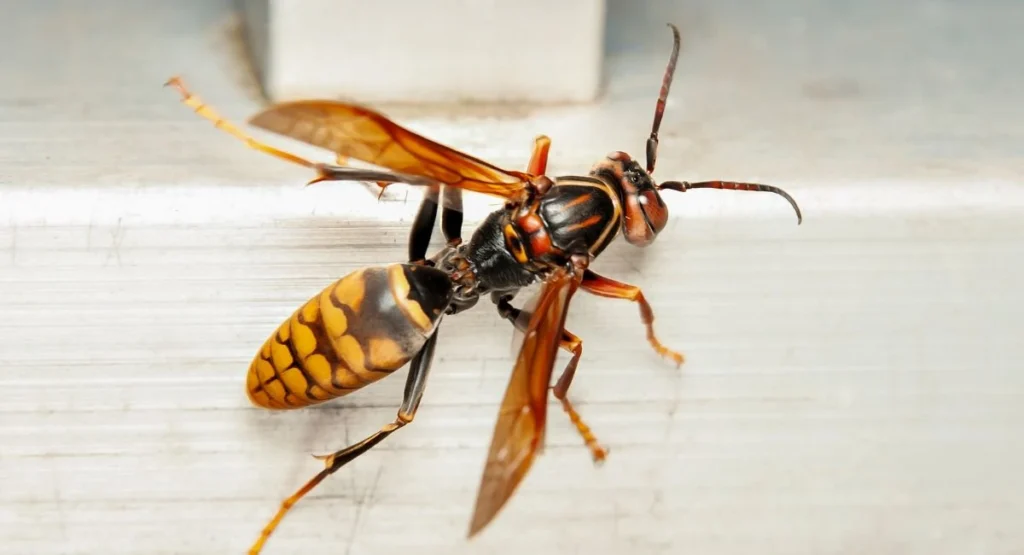 vespa-mandarinia-wielki-szerszen-azjatycki