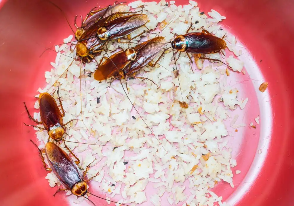 czy-odchody-karaluchów-są-szkodliwe