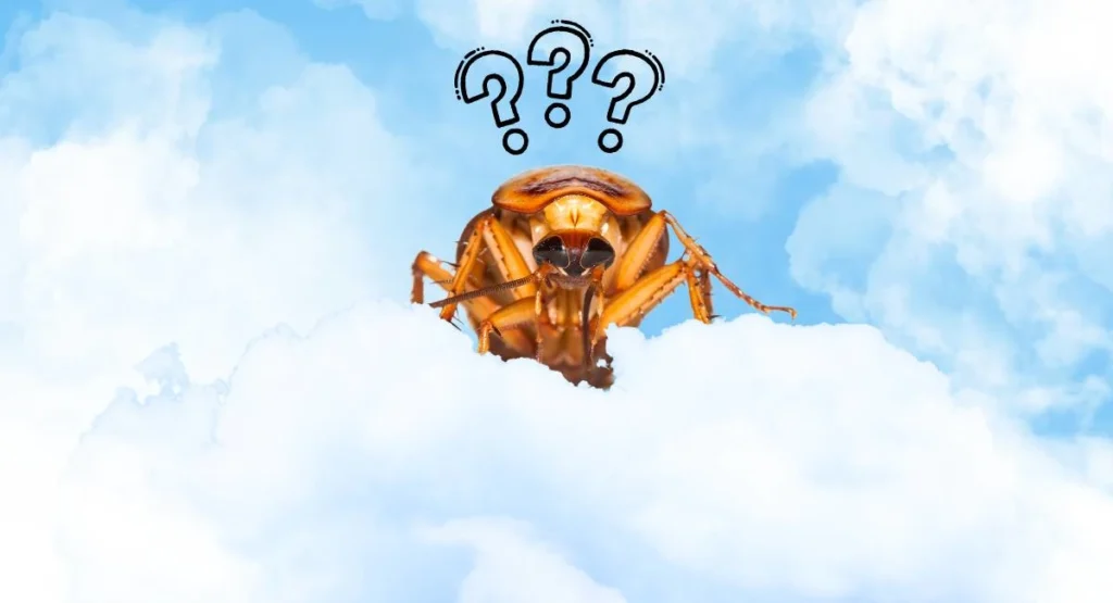 Read more about the article Czy karaluchy latają? Prusaki, przybyszki i inne gatunki