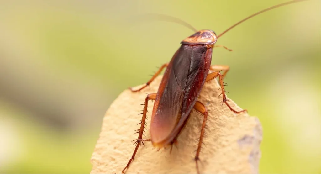 czy-karaluchy-lataja-przybyszka-amerykanska