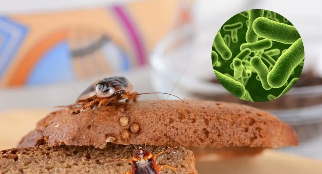 Read more about the article Jak pozbyć się karaluchów? Zwalczanie skuteczne i bezpieczne