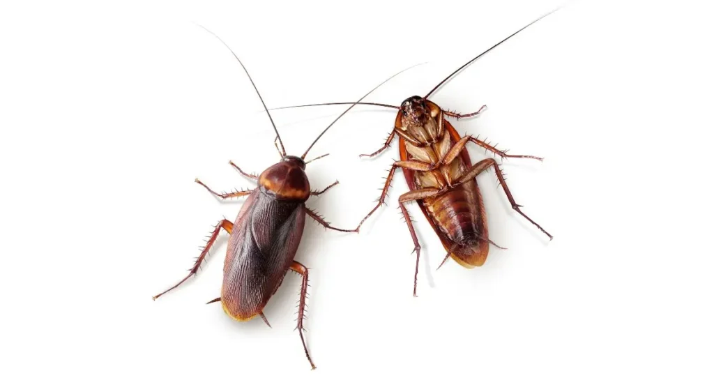 jak-wyglądają-karaluchy-i-prusaki