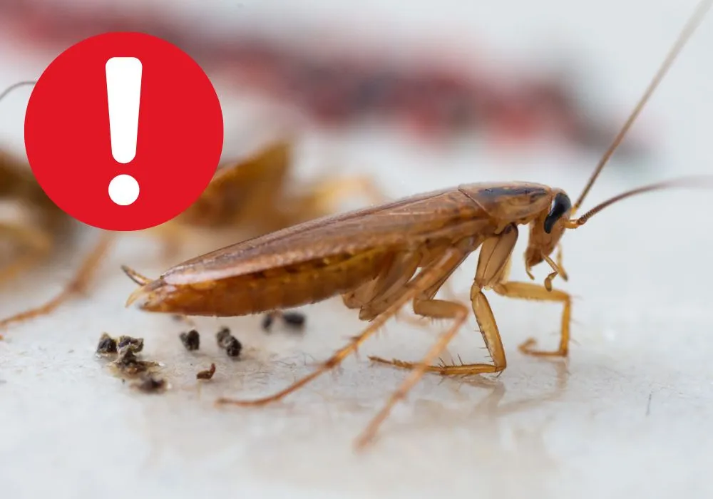 Read more about the article Odchody karalucha – jak wyglądają i co oznaczają?