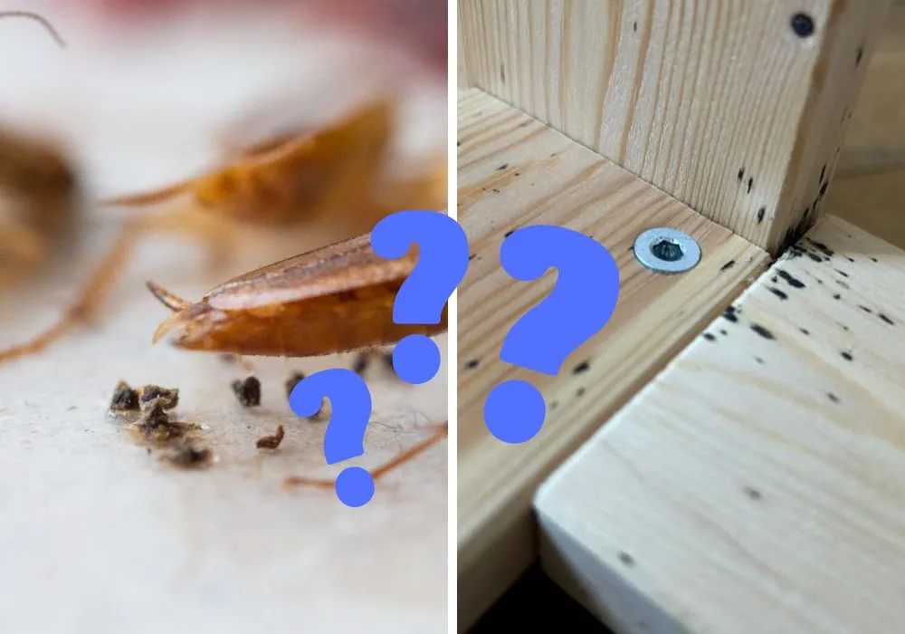 Odchody-karaluchów-i-pluskiew-różnice