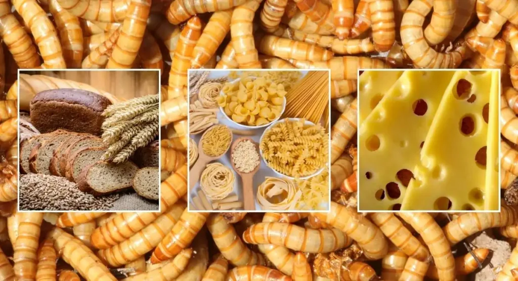 jadalne-owady-nowe-prawo