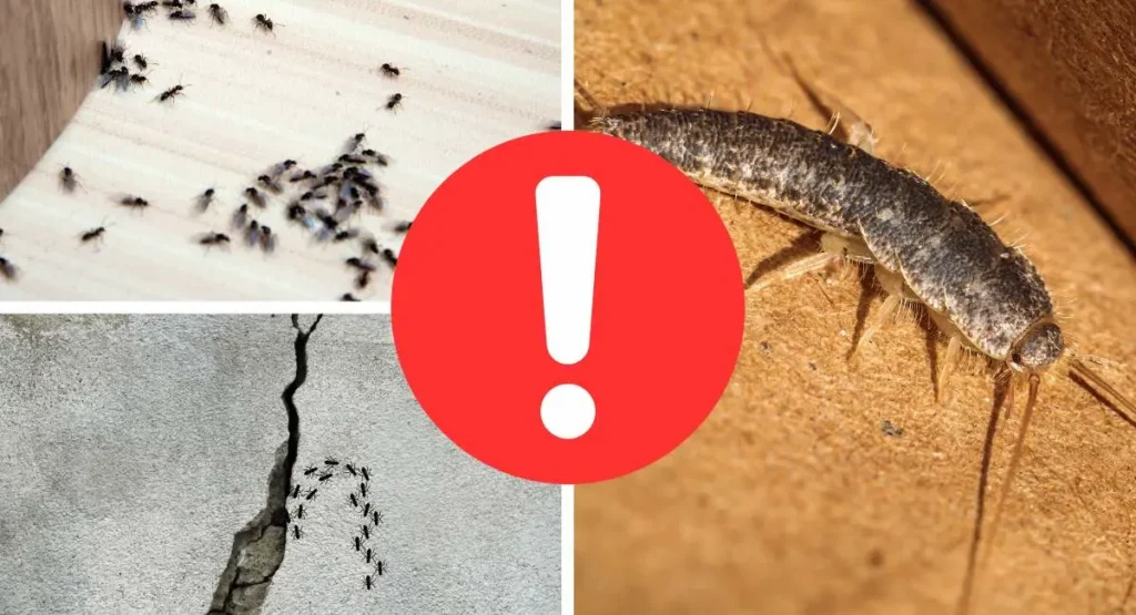 mrówki-i-rybiki-cukrowe- dezynsekcja