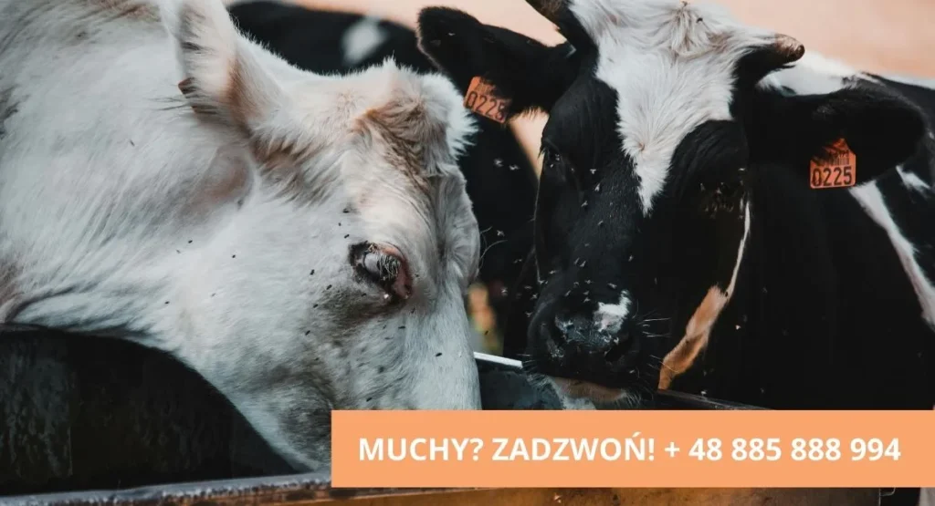 Jak-zwalczyć-muchy-w-oborze