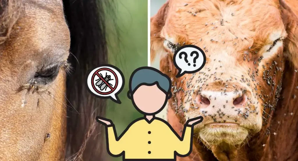 Read more about the article Jak zwalczyć muchy w oborze, chlewni, kurniku, stajni?