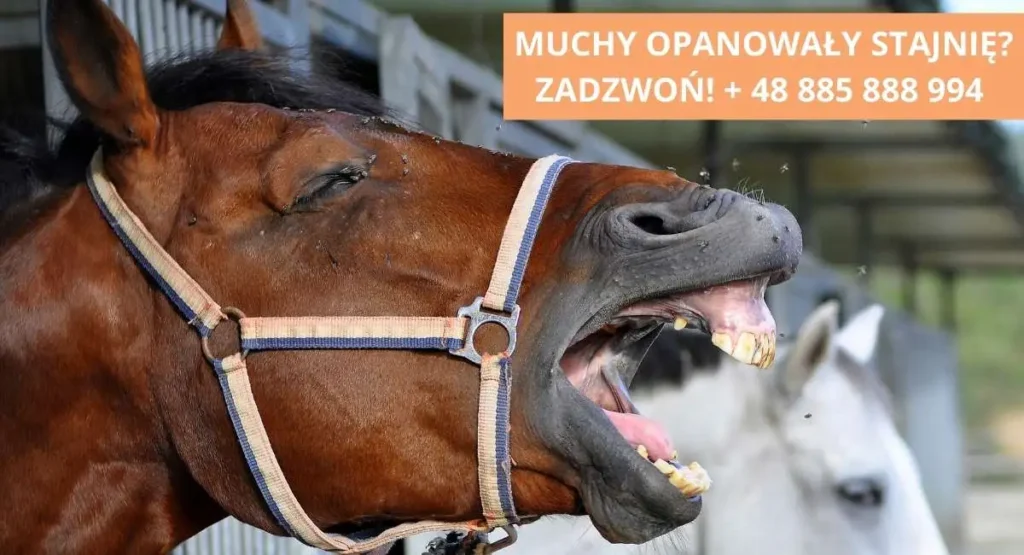 Jak-zwalczyć-muchy-w-stajni