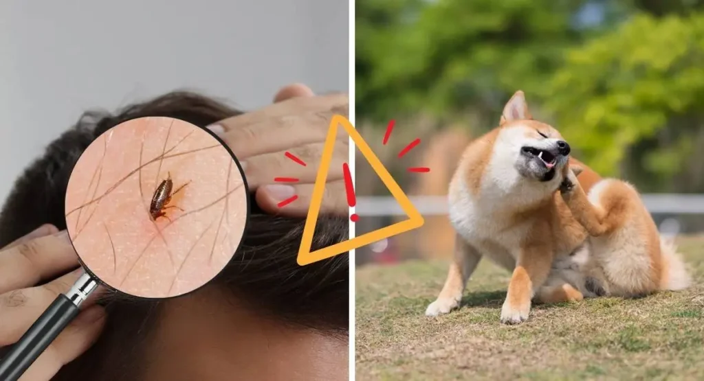 jak-sprawdzić-czy-w-domu-są-pchły