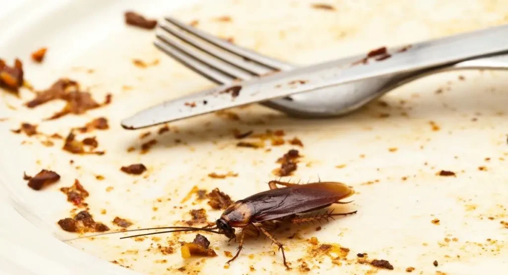 Read more about the article Karaluchy w restauracji – straty finansowe i kryzys wizerunkowy w zasięgu sześciu nóg!