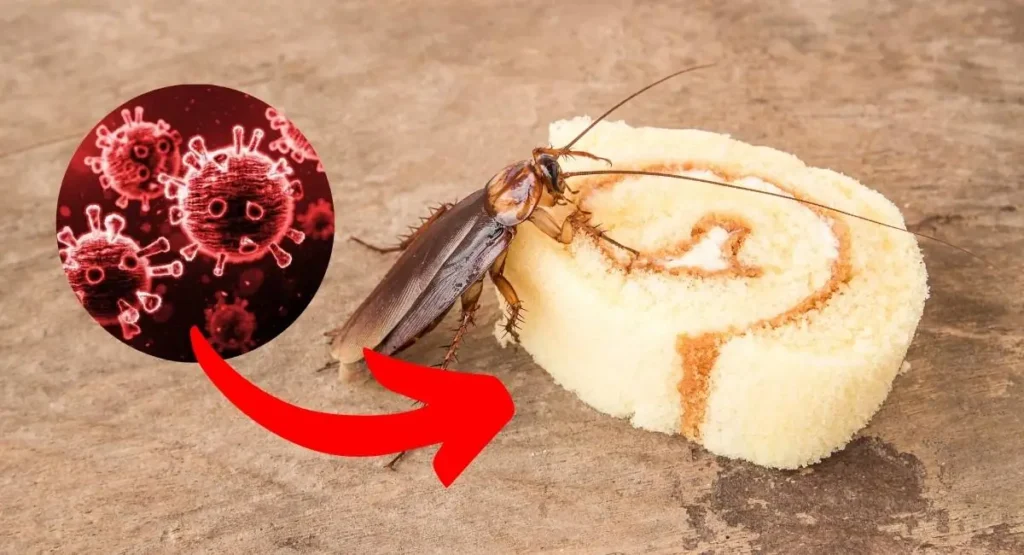 karaluchy-w-restauracji-zagrozenia