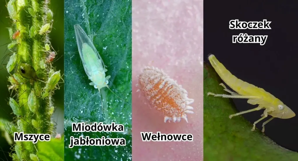 mszyce-w-sadzie-owady-w-sadzie