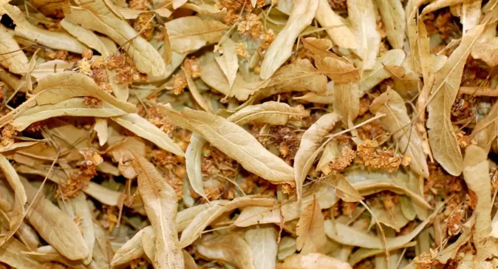 skupieniec-lipowy-jak-zwalczac