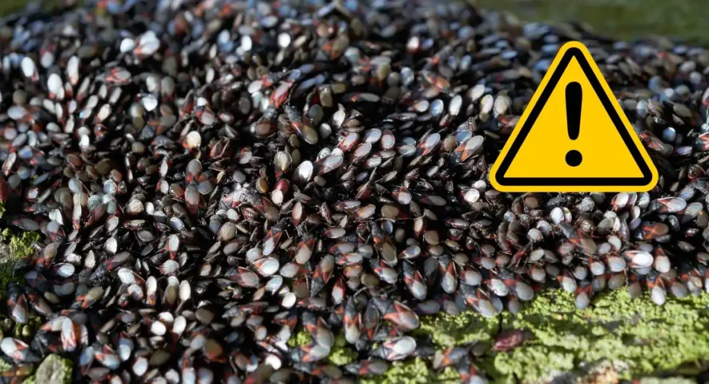 Read more about the article Skupieniec lipowy – jak zwalczyć pluskwiaka śródziemnomorskiego?