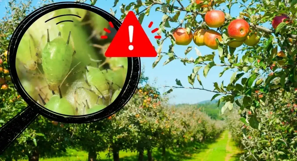 Read more about the article Szkodniki w sadzie – zwalczanie mszyc i innych owadów