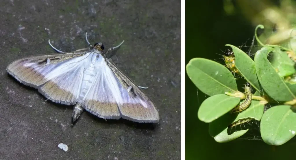 co-na-cme-bukszpanowa