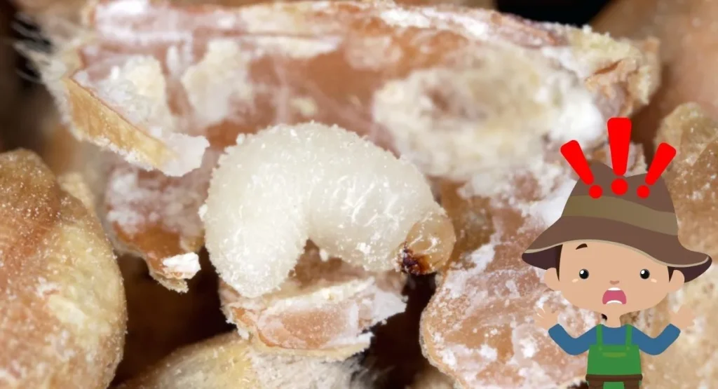 jak-rozpoznać-szkodniki-magazynowe-zbóż