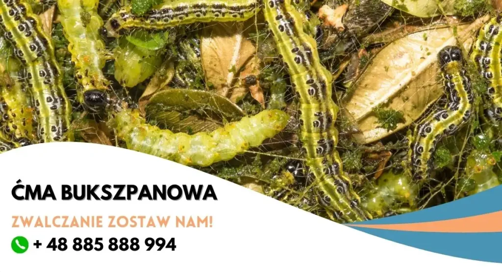 oprysk-na-cme-bukszpanowa