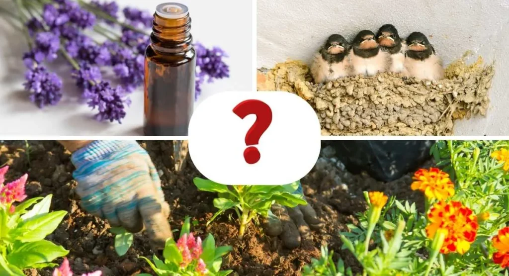 sposoby-na-komary-w-ogrodzie