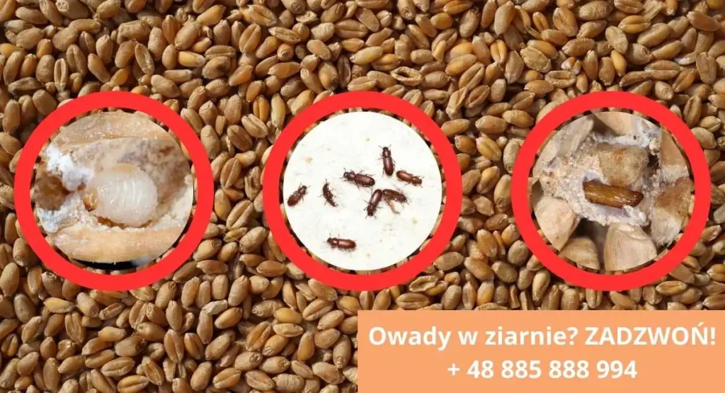 szkodniki-magazynowe-rodzaje