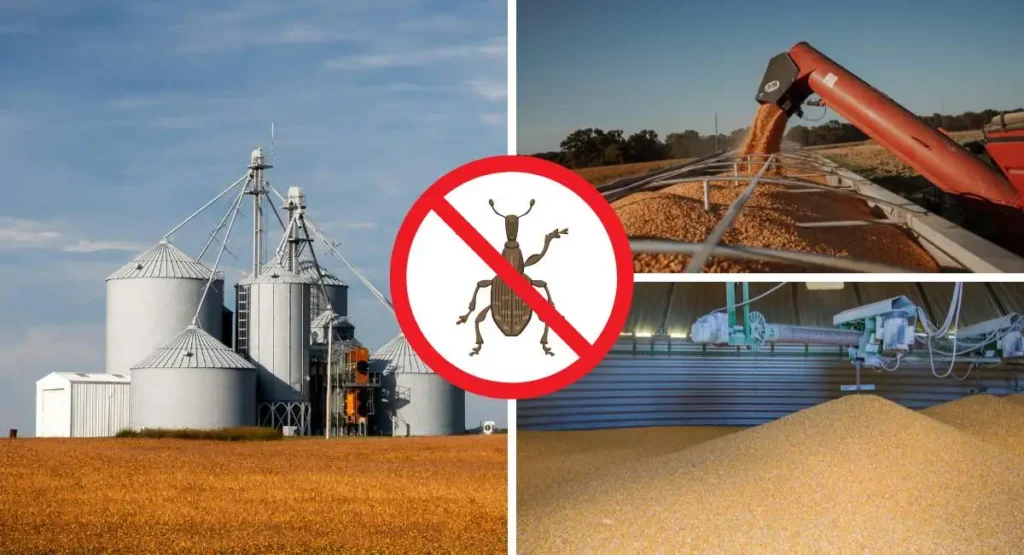 Read more about the article Gazowanie zboża – fumigacja silosów i ziarna w pryzmie