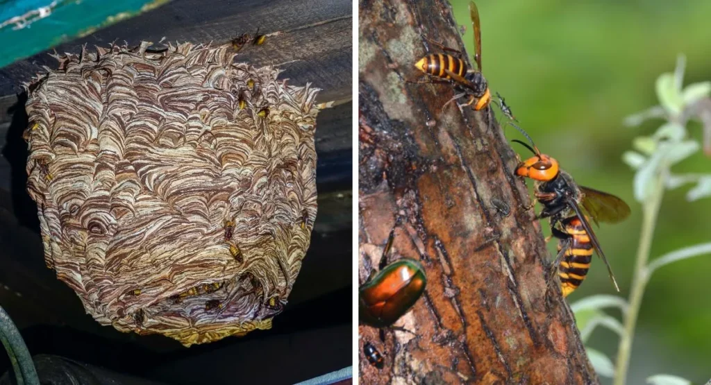 jak-pozbyć-się-szerszeni-z-poddasza