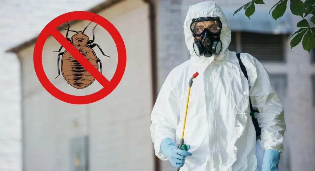 Read more about the article Skuteczne zwalczanie pluskiew – wszystko, co musisz wiedzieć