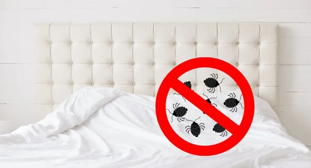 Read more about the article Usuwanie pluskiew – poznaj metody, które działają!