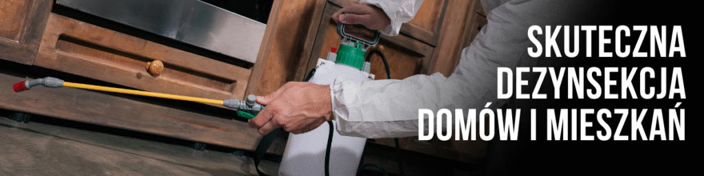 Dezynsekcja latających mrówek w domu