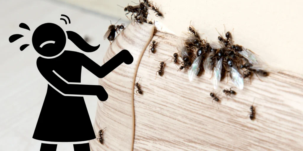 Jak usunąć latające mrówki z domu