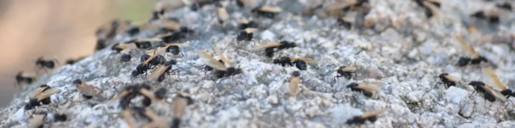 Latające mrówki w ogrodzie - Jak się ich pozbyć