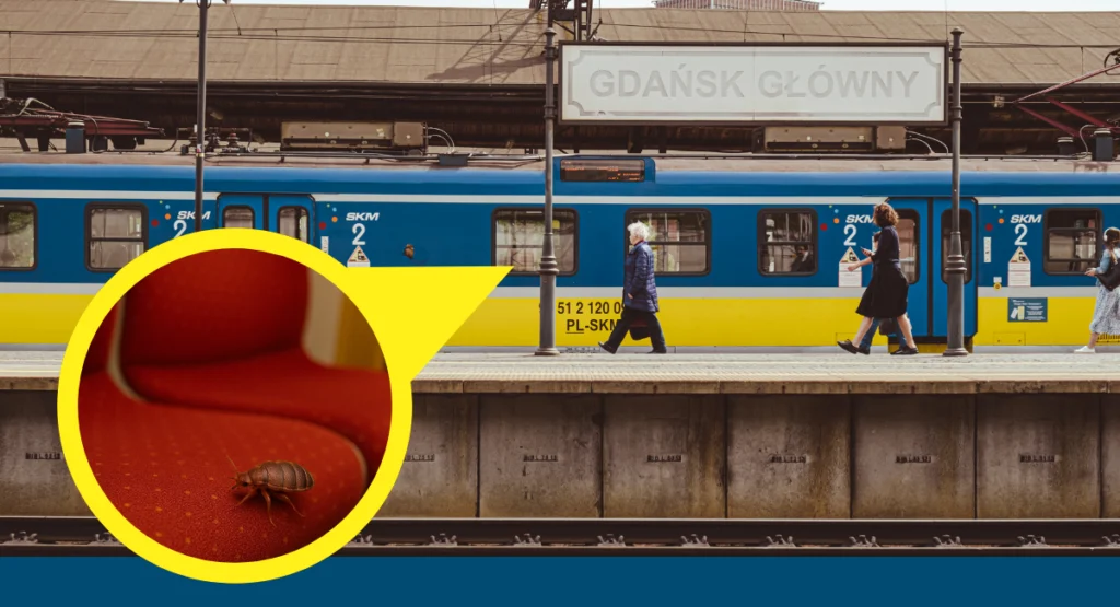 Read more about the article Pluskwy w pociągu – jak podróż może skończyć się inwazją w Twoim domu?