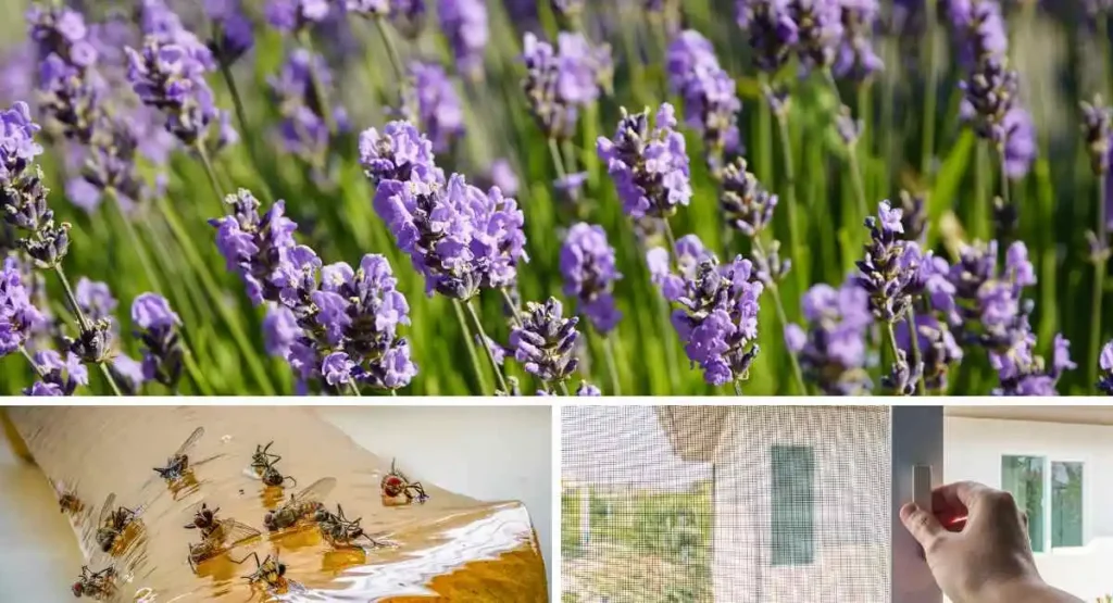 domowe-metody-na-muchy-w-domu