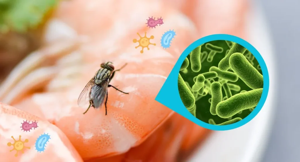 Read more about the article Jak pozbyć się much z domu?