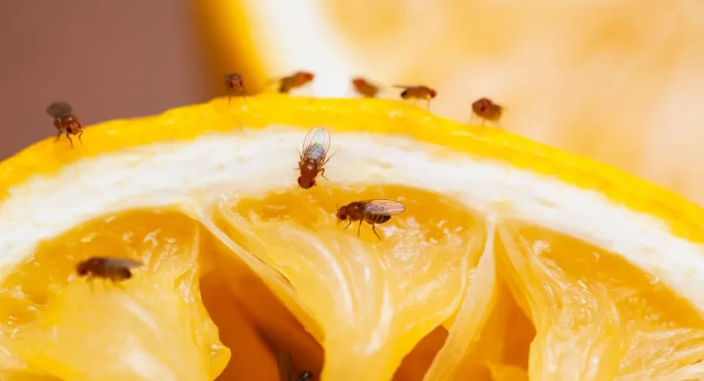 jak-zwalczyc-muszki-owocowki