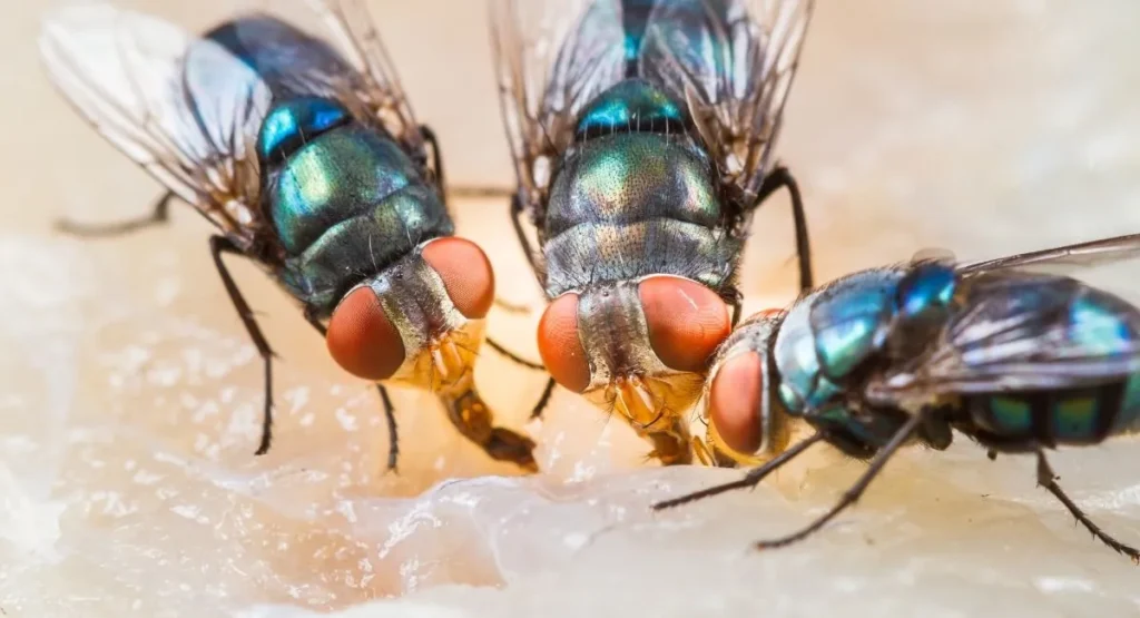 muchy-na-tarasie-jak-sie-pozbyc