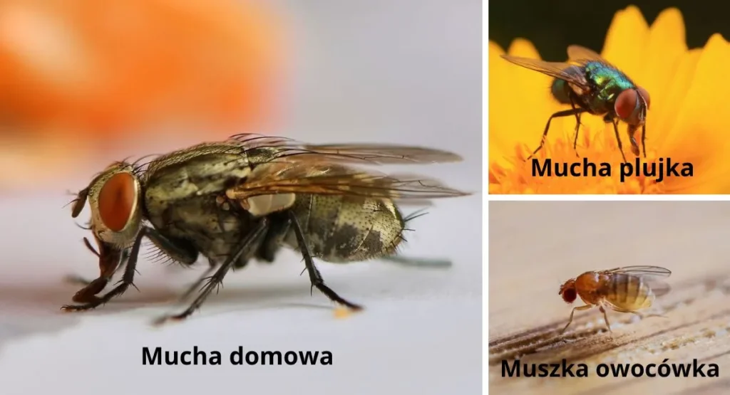 muchy-w-domu