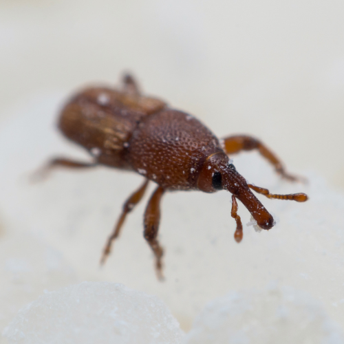 Dorosły wołek zbożowy - Sitophilus granarius