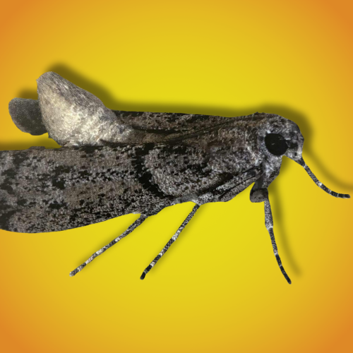 Samica mklika mącznego