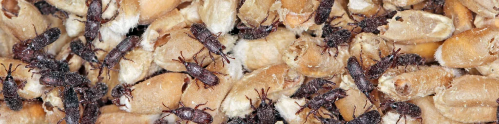 Wołki zbożowe w ziarnie