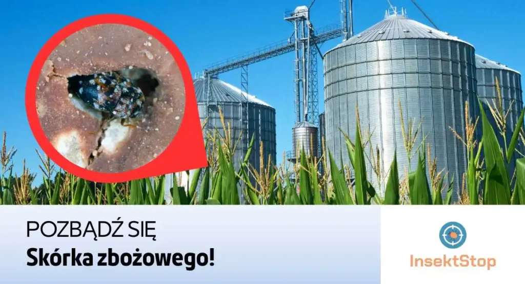 jak-pozbyc-sie-skorka-zbozowego