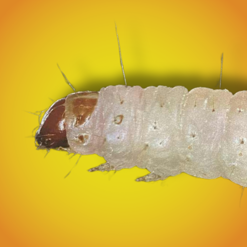 larwa mklika mącznego