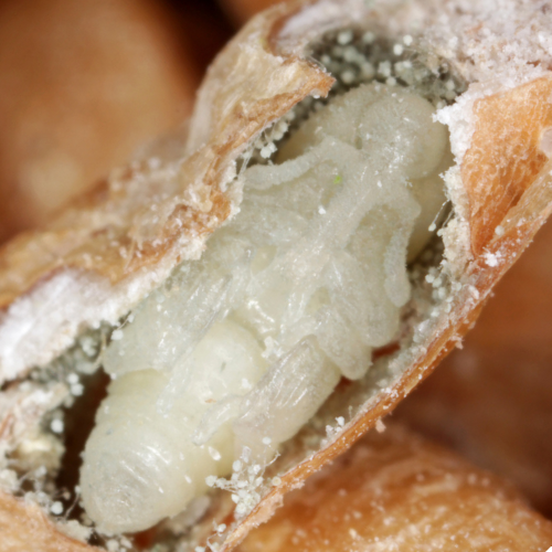 larwa wołka zbożowego w ziarnie