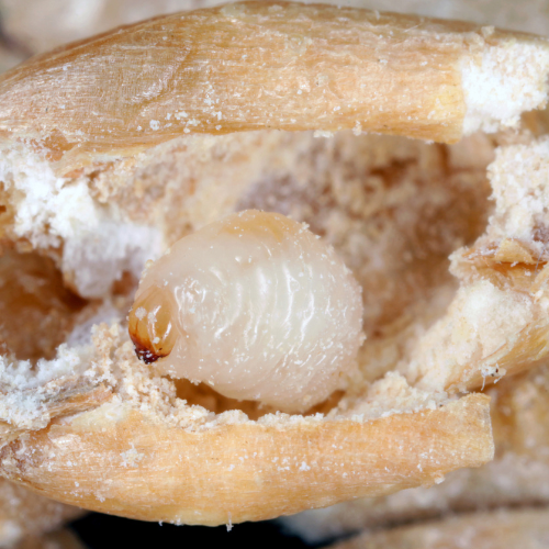 larwa wołka zbożowego