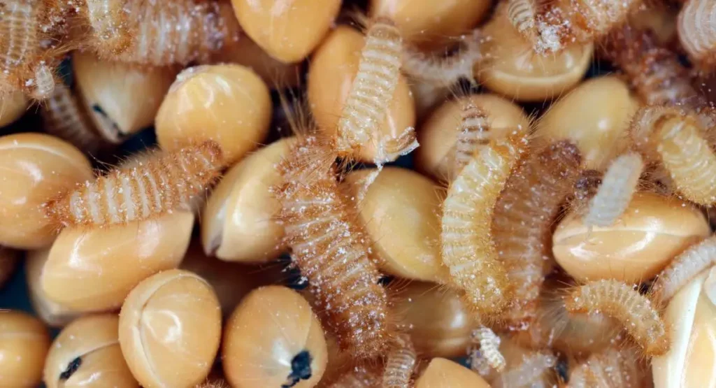 larwy-skorka-zbozowego