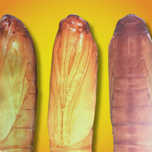 poczwarka mklika mącznego