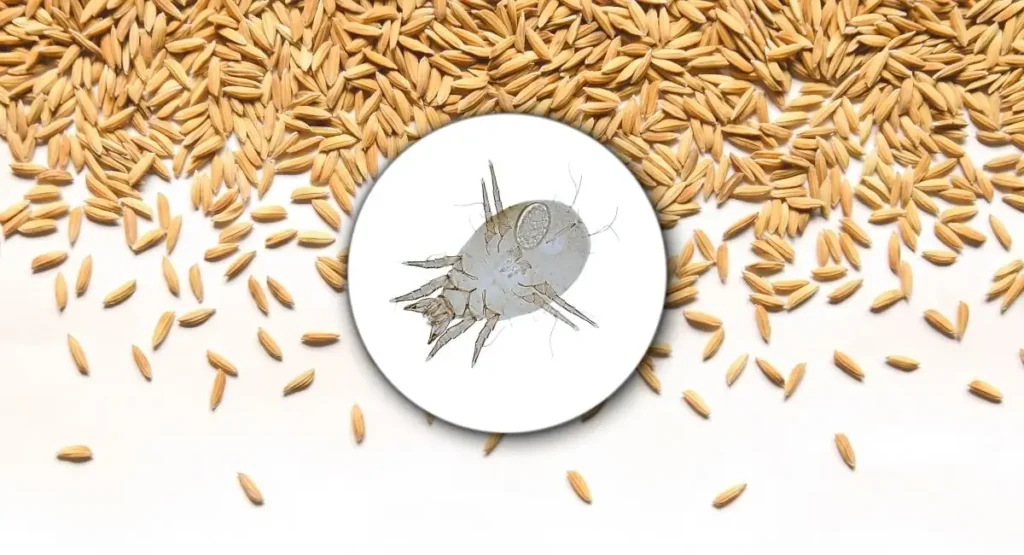 Read more about the article Zwalczanie rozkruszka mącznego w zbożu